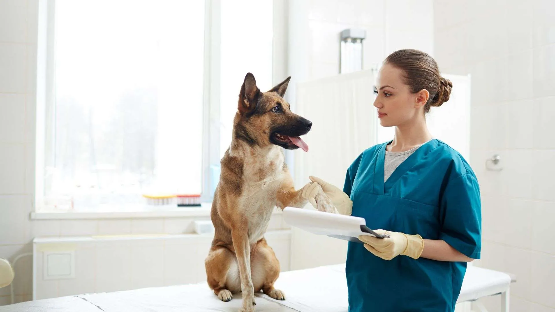 Find the Best Vancouver Vet Near You | Expert Pet Care Services Blog