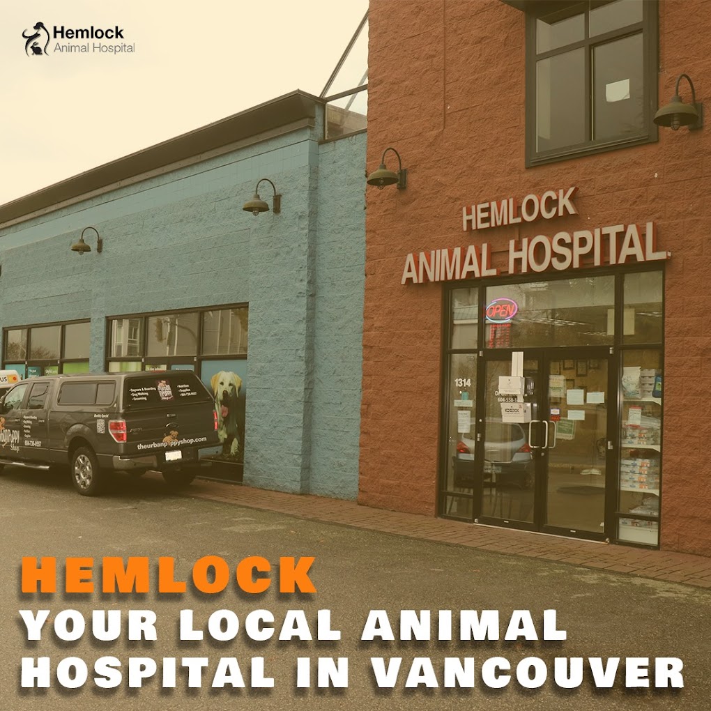 Hemlock Animal Hospital Vancouver Company Image